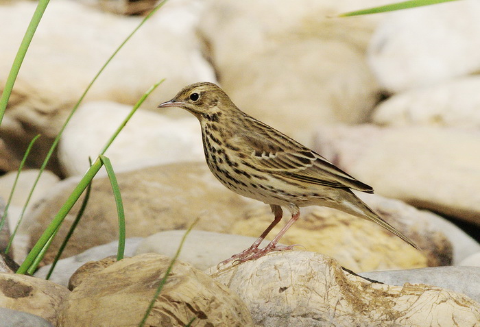 Pispola - Anthus pratensis